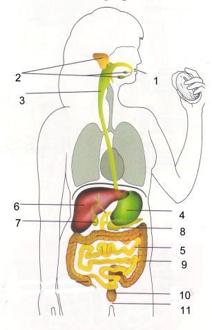 Verdauungsorgane 1. Mund, 2. Speicheldrüsen 3. Speiseröhre 4. Magen 5.