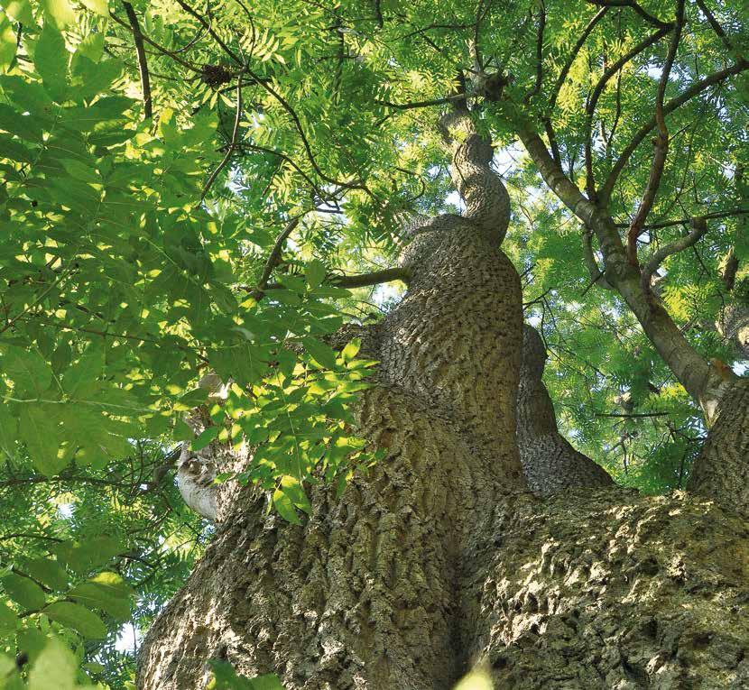 Lieblinge der Götter Auf dem Oldenburger Baumpfad zu mythologischen Wurzeln Von Karin Peters (Text und Fotos) Eine Esche weiß ich, sie heißt Yggdrasil, den hohen Baum netzt weißer Nebel so beginnt