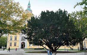 Rechts: Die Eibe, hier auf dem Schlossplatz, gilt zugleich als Symbol des ewigen Lebens und des Todes. Sie ist der einzige giftige Baum Europas.