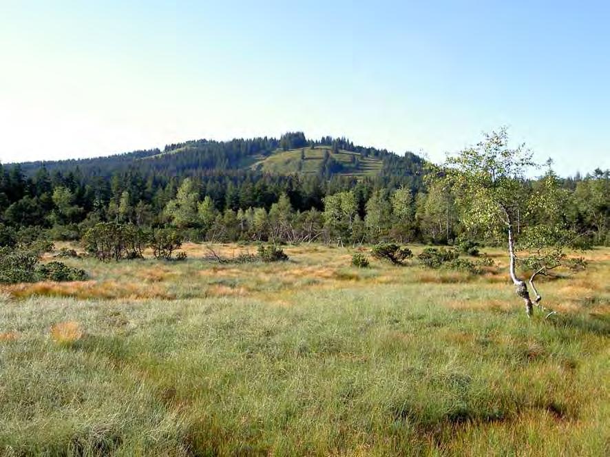 Fohramoos (23607) Anteil Schwarzenberg 18,35 ha Beschreibung Ausgedehntes Spirkenhochmoor (Pino-Sphagnetum) von nationaler Bedeutung das seit 1974 unter Naturschutz steht.