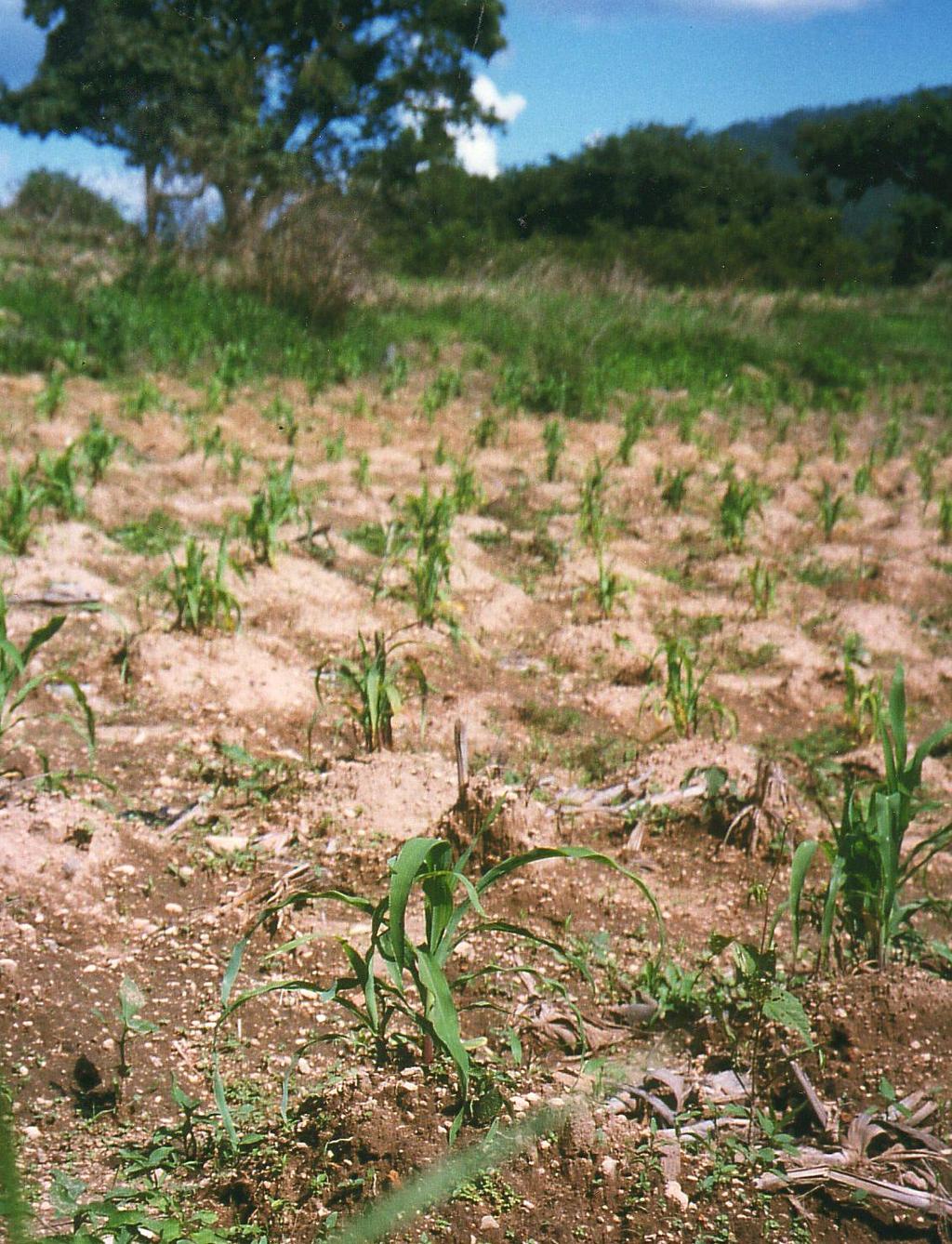 Wenn die Maispflanzen wachsen, gehen wir wieder auf die Milpa und häufen die Erde rund um die Pflanzen zu kleinen Hügeln auf. So stehen die Pflanzen geschützter und das Regenwasser läuft besser ab.