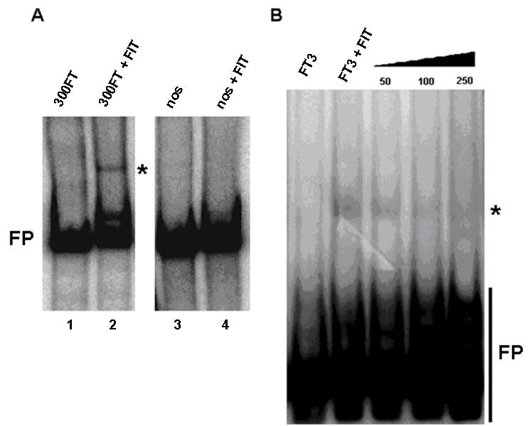 Chapter 6 Figure 38. In vitro DNA binding assays using HIS:FIT protein.