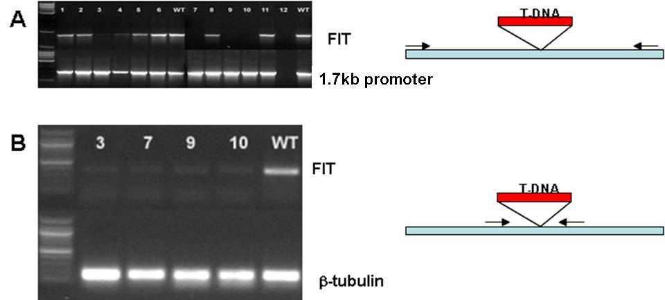 Chapter 6 Figure 46. Confirmation of the presence of a T-DNA insertion in the FIT-gene. A) PCR on genomic DNA amplifying the FIT-gene with primers that flank the proposed insertion site of the T-DNA.