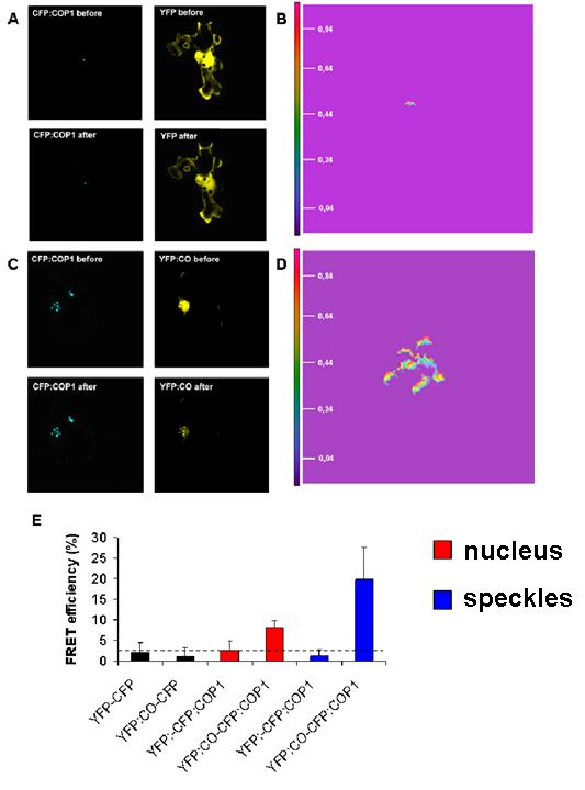 Appendix 9.2. CONSTANS and COP1 interact in vivo Figure 58. Acceptor-photobleaching experiment using 35S::YFP:CO and 35S::CFP:COP1. CFP:COP1 does not interact with YFP (A and B).