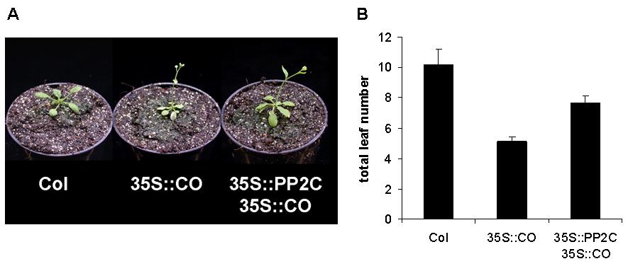 Appendix 9.5. Overexpression of PP2C by the 35S-promoter slightly delays flowering of 35S::CO plants Figure 61.