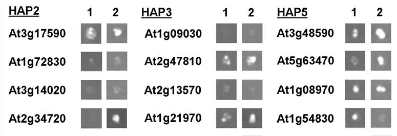 Chapter 4 Figure 10. Yeast-two-hybrid analysis of HAP proteins interacting with the CCT-domains of CO and COL15. All prey constructs were in pdest22 and baits in pdest32.