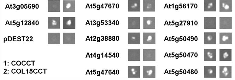 Interactions of HAP-proteins with the CCT-domains of CO and COL15 observed in yeast. 4.7.