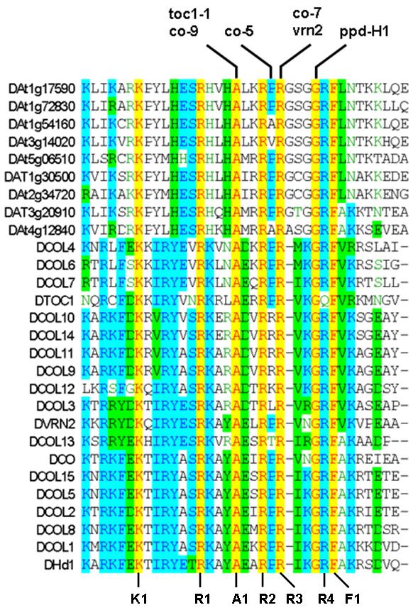 Chapter 4 Figure 12. Sequence alignment of the conserved domain of all Arabidopsis COL proteins, rice Hd1, wheat VRN2, Arabidopsis TOC1 and all Arabidopsis HAP2.