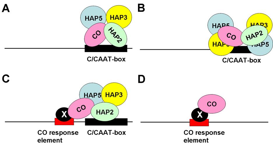 Chapter 4 Composition of a putative CO protein complex binding to DNA Based on the presented data, four plausible models could explain how a functional CCTdomain complex could access DNA. Figure 16.
