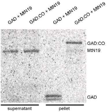 A) SD-medium -Leu,-Trp,-His plus 15mM 3-AT; B) SD-medium -Leu, -Trp. AtMtN19 and OsMtN19 interact with the CCT-domain of CO but CO does not interact with the empty prey plasmid (control).