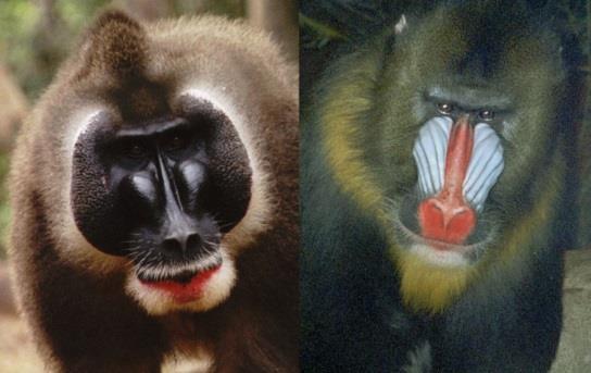 Drill News Volume 1, Issue 1 June 2014 Der Drill: In Natur und Gefangenschaft gefährdet Der Drill ist einer der bedrohtesten primate Afrikas Dr. Kathy L.