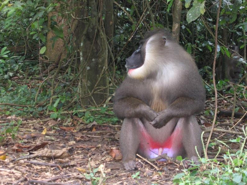 Einer der buntesten Primaten: Der 'Mandrillus' ist bestbekannt für sein buntes Hinterteil.