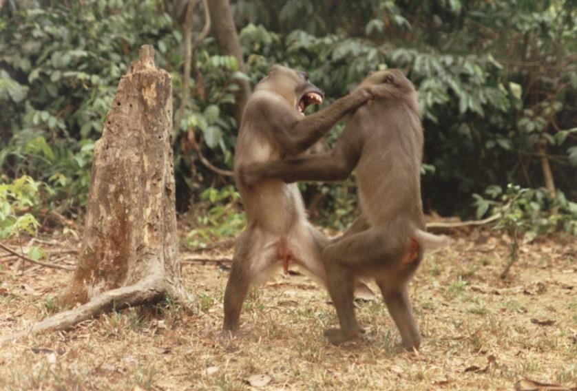 LERENE EIN MANN ZU SEIN: Zwei Jungtiere kämpfen spielerisch (links), während rechts zwei junge ausgewachsene, randständige Männchen einender angespannt