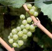 angebauten Rebsorten wie Pinot Meunier und die seltene und erlesene Traube Moscato