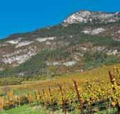 Anders von Anfang an Seit 1986 bauen wir Wein in unserem 12 Hektar großen Weinberg auf skelettreichem Kalkboden mit einem hohen Anteil an rotem Trentiner Gestein an.