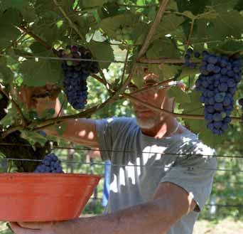 Unser Name - vom Weinberg bis zur Flasche Für uns ist es wichtig, dass jede Flasche den Jahrgang widerspiegelt, in dem sie erzeugt wurde und dass wir die Umwelt, in der wir leben, mit derselben