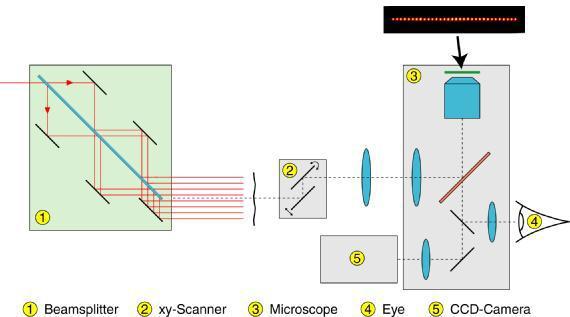 Tumor-Zellmodelle Spektrales Imaging der Autofluoreszenz LaVision BioTec TriM Scope / Ti:Sa-Laser beam-multiplexer / xy-beamscanner Selektion von Einzelzellen (ca.