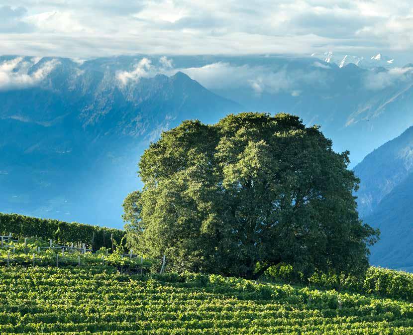 GENUSS 20 Winzer und Brennmeister produzieren in Eppan Weine und Destillate von internationalem Niveau. Sie sind alle Teil des Qualitätsnetzwerkes eppan.wine. Kellerei K.