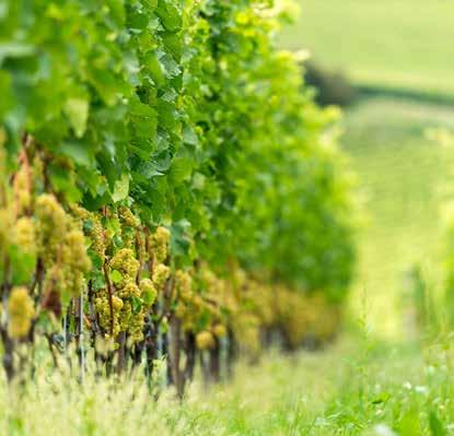 Ob im Bioweingut Thomas Niedermayr oder beim Freien Weinbauern Klaus Lentsch, ob bei der Verkostung Südtiroler und nationaler Spitzenweine in der Enothek Vis à Vis, bei einer geführten Wanderung