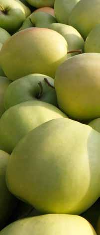 AKTIV In Südtirol werden jährlich eine Million Tonnen Äpfel produziert, erklärt Apfel- und Weinbauer Klemens Kössler.