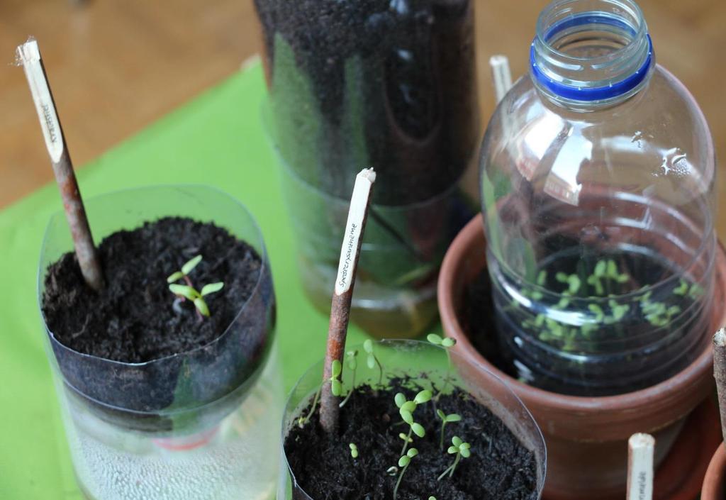 PET-Flaschen-Setzlingstopf und vieles mehr Es ist Frühling, die Natur wird grüner, und die Gartensaison beginnt. Gärtnern können Sie auch ohne eigenen Garten.