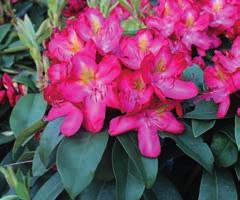 Zu diesen acht Sorten gehören die zwei laubschönen Rhododendron 'Goldﬂimmer' und 'Graziella'.