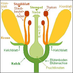 Fruchtblätter bildenden weiblichen Blütenteil, den Stempel. Er besteht aus Narbe, Griffel und Fruchtknoten. Der Blutenboden ist Teil der Sprossachse.
