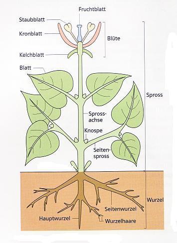 Samenpflanzen bilden Samen. Die Samen enthalten die Keime für neue Pflanzen. Samenpflanzen bestehen aus: Wurzel Spross oder Stängel. Der Spross besteht aus Sprossachse, Laubblatt und Blüte.
