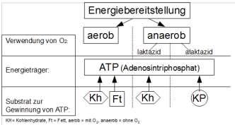 Energiebereitstellung Infotext Energiewährung Die Muskelzellen benötigen zur Kontraktion das energiereiche Molekül Adenosintriphosphat (ATP). Das ist so in etwa die Energiewährung der Muskelzelle.