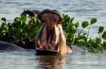 Unser erster Halt ist das Ziwa Nashorn Schutzgebiet, wo Sie ein außergewöhnliches Erlebnis haben