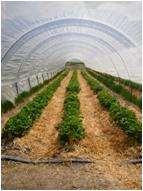 Anbau System : Agroscope : Tunnel