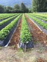 Pflanzung in Säcken Pflanzung in Säcke von 10 oder 20 l Kostengünstig Viel weniger Unkraut Verfrühungsgewinn gegenüber den hängenden Kulturen