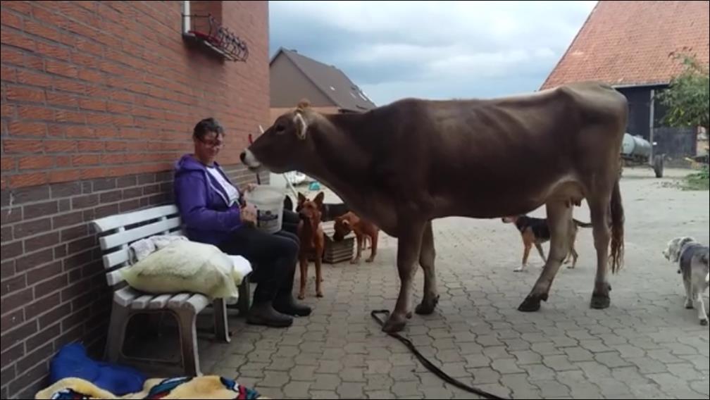 Wir zahlen mittlerweile rund 100 für einen Ballen und das schaffen wir ganz einfach nicht allein. Wir haben 2 Heuhändler gefunden, die uns noch Silage und Heu liefern können.