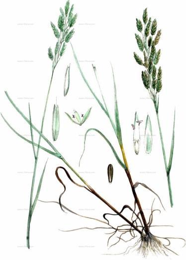 Bromus secalinus L. s. str.