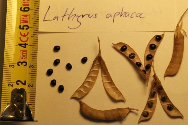 Lathyrus aphaca L.