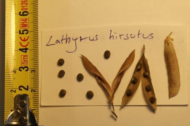 Lathyrus hirsutus L.