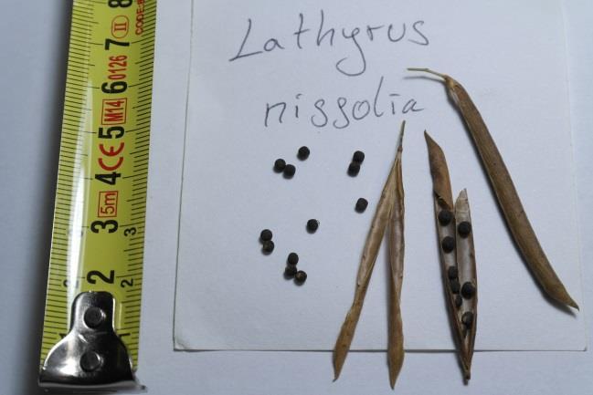 Lathyrus nissolia L.