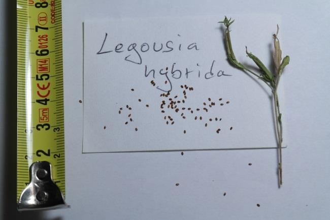 Legousia hybrida (L.