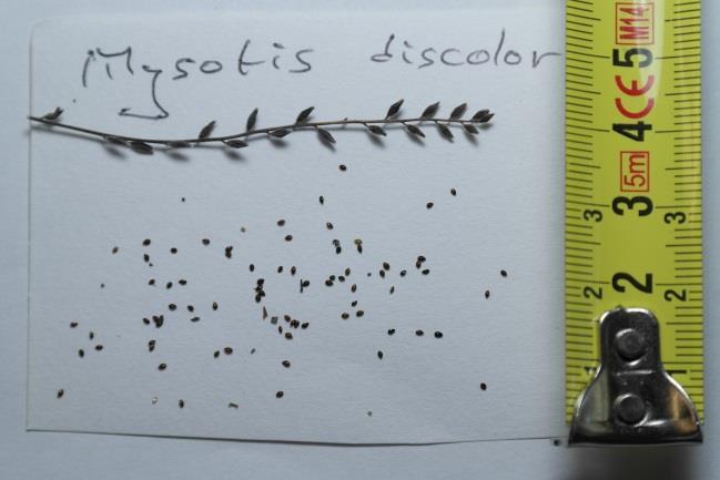 Myosotis discolor Pers.