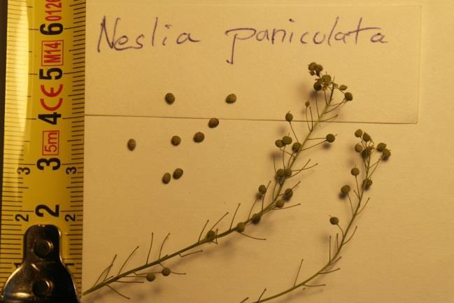Neslia paniculata (L.) Desv. s. str.