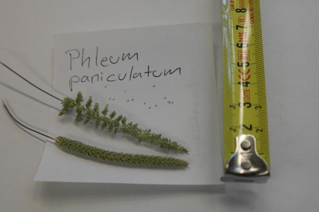 Phleum paniculatum Huds.