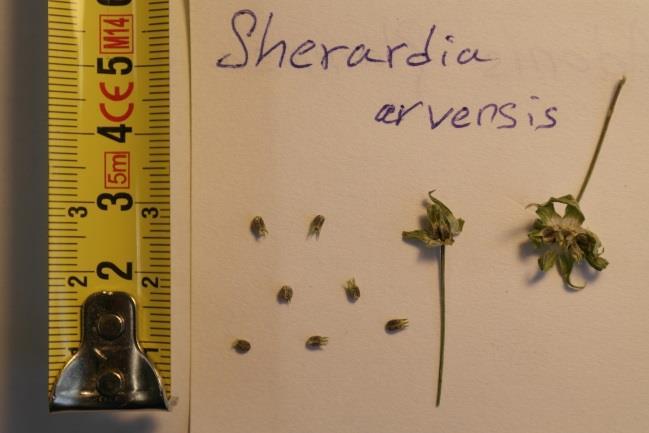 Sherardia arvensis L.