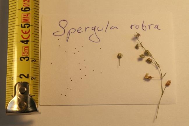 Spergularia rubra (L.) J. Presl & C.