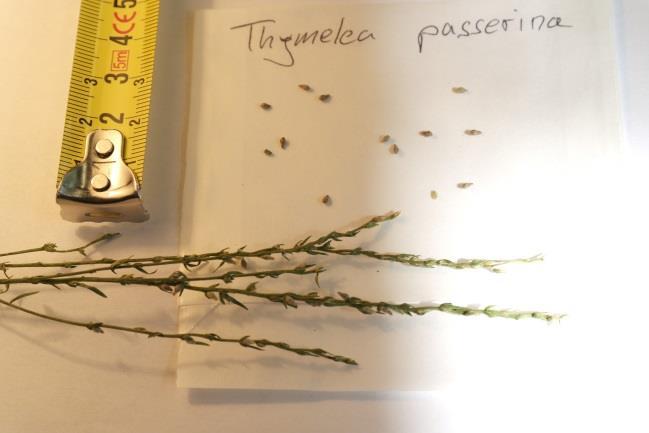 Thymelaea passerina (L.) Coss. & Germ.