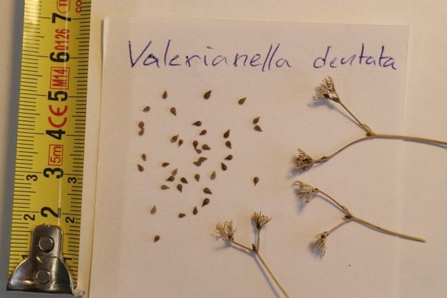 Valerianella dentata (L.