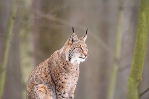 Situation Luchs (Lynx lynx) heute Restpopulationen in einigen Mittelgebirgen und im Alpenraum, regelmäßig Zuwanderungen seit den 1970er Jahren vermehrt