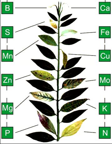 Mobilität in die Pflanze Mobiele elementen: Gebrek als eerste zichtbaar in oude bladeren - Stikstof (N) - Kalium (K) - Magnesium (Mg) - Fosfaat (P) Matig mobiele elementen: -