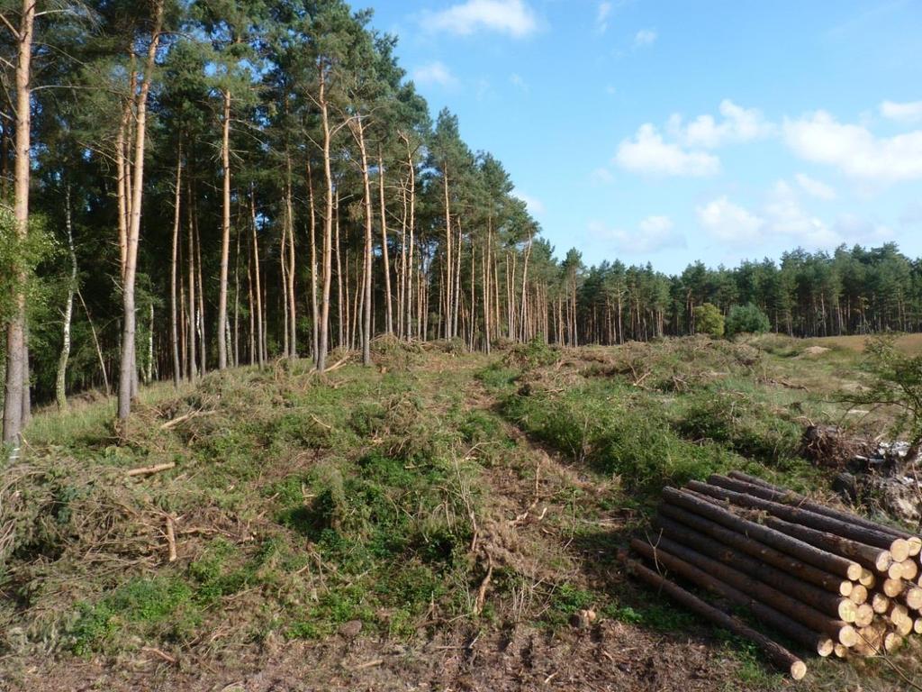 Waldmaßnahmen Waldrandgestaltung Gemarkung Südkampen Entwicklung eines naturnahen