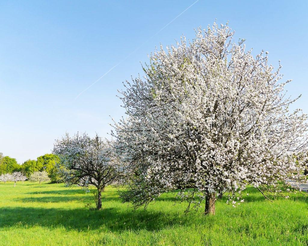 Apfel-Bäume können bis zu 10 Meter hoch werden. Ihr findet sie in Gärten oder auf Obst-Wiesen.