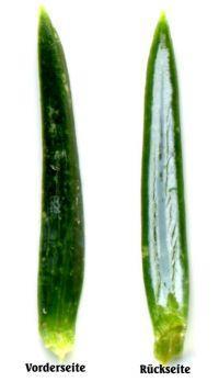 4.9. Gewöhnlicher Wacholder (Juniperus communis) Abbildung 49: G. Wacholder: Frucht Abbildung 48: G. Wacholder: Blatt Abbildung 47: G.